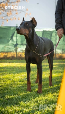 Чистокръвни бебета ДОБЕРМАНИ, снимка 2 - Доберман - 53785951