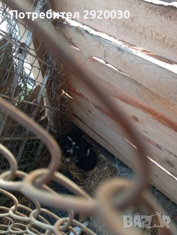 Кученца каракачани, снимка 11 - Каракачанска овчарка - 52457599