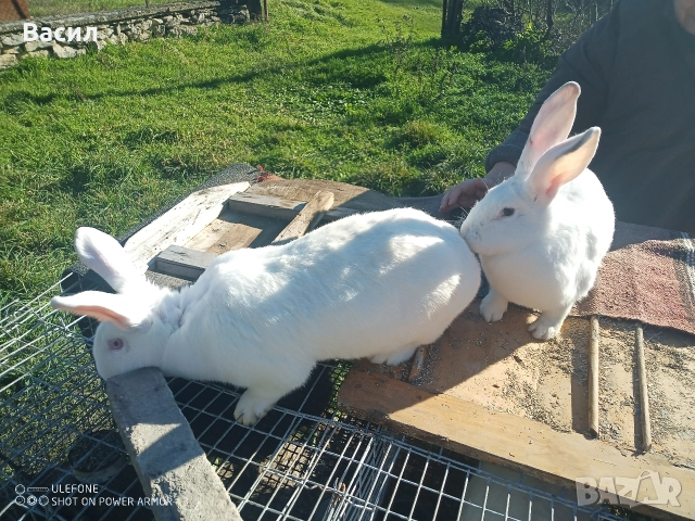 Зайци домашни , снимка 9 - Други животни - 51395663