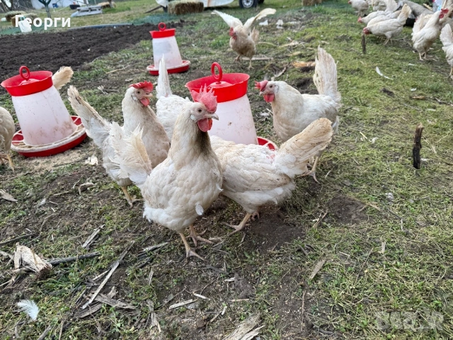 Оплодени яйца бял Легхорн , снимка 3 - Кокошки и пуйки - 50212442