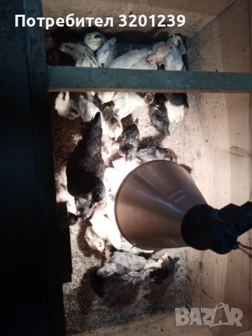 Продавам кръстоска пилета и ярки , снимка 2 - За птици - 53803222