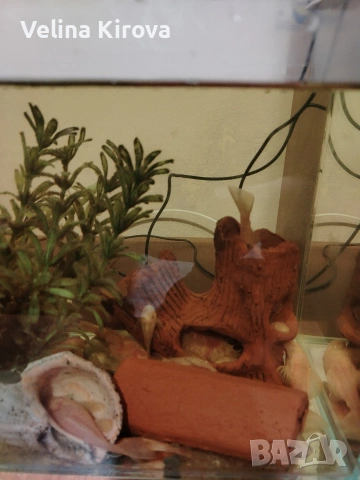 Аквариум със сомчета, снимка 2 - Рибки - 53145009