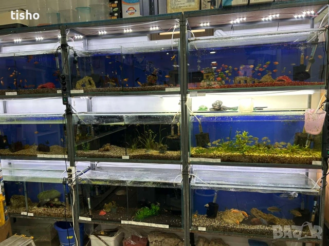 продавам стелаж с аквариуми, снимка 2 - Аквариуми - 53644557