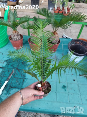 ЦИКАС, снимка 8 - Разсади - 48406396