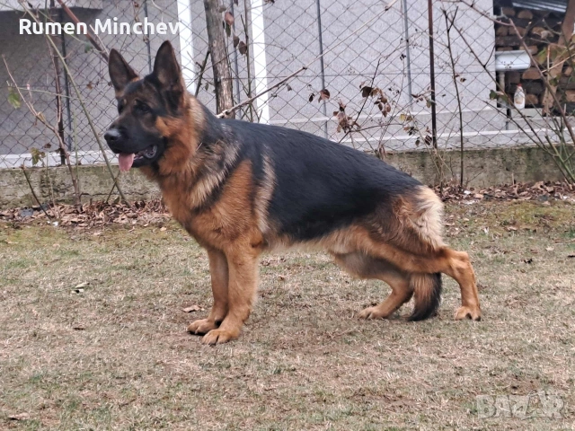 Немски Овчарки, снимка 5 - Немска овчарка - 53280678