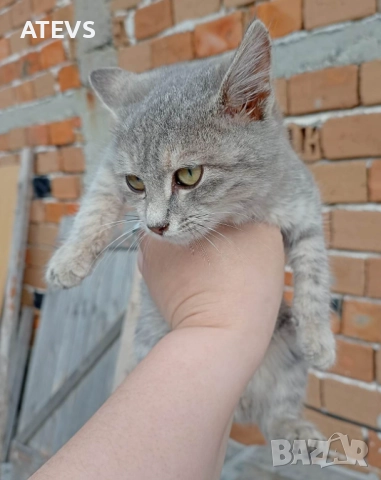 Малко коте търси дом!, снимка 6 - Други - 52517200