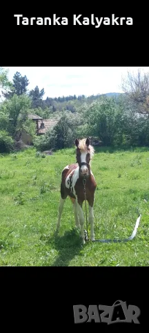 Prodavam se konche mujko na 1 godinka, снимка 3 - Изгубени/намерени - 56059351
