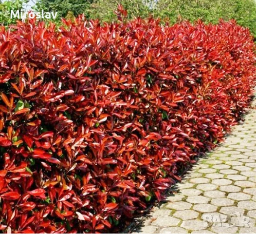 Фотиния-(Photinia Red Robin), снимка 1