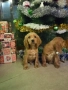 чистокръвни Кокер Шпаньоли, снимка 6