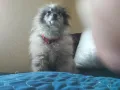 Померан рядък цвят мерле със синьо око, снимка 11