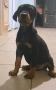 Doberman....     Orgineel...., снимка 2