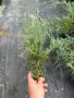 СРЕБРИСТА ХВОЙНА – Juniperus , снимка 3
