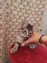 Подарявам 3 малки котета, снимка 7