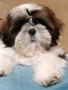 момче и момиче Ши Тцу, снимка 2