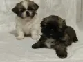 Малки пекинезчета !, снимка 2