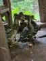 Мъжки диви патици, снимка 4