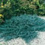 Хвойна Блу Чип, Juniperus hor. Blue Chip , снимка 4