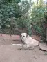 Подаряваме куче кангал, снимка 2