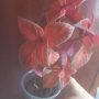 Червен колеус, снимка 1 - Стайни растения - 40091267