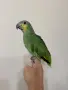 Бебе Венецуелска Амазона, снимка 4
