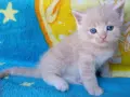 Сибирче, сибирска котка, сибирски котенца, сибирско коте, хипоалергично, момче крем, снимка 3