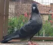 Пазарджишки високо летци. , снимка 1