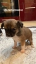 Продават се Чихуахуа и Пинчери, снимка 1