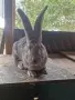 зайци великани всякакви, снимка 1