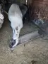 Овен на две години , снимка 2