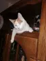 Бяло-рижав котарак търси дом, снимка 9