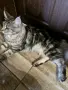 Котки мейн кун  ., снимка 2