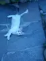 Подарявам малки котета, снимка 3