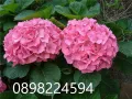  Хортензия -Hydrangea macrophylla Налични 4 вида , снимка 1