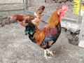 Японски петлета, снимка 6