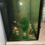 голям аквариум с рибки оборудван 50 х 40 х 24, снимка 4