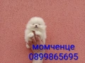 Различни възрасти! Богат избор на мини Померани. Реални снимки !!! , снимка 1