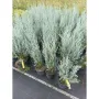 Juniperus Moonglow Юниперус Лунно сияние, снимка 2