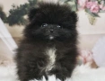  Померан – мини и джудже тип, снимка 6