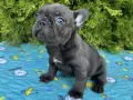 френски булдог blue, снимка 3