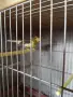 продавам канари, снимка 9