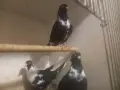 въртеливи гълъби, снимка 2