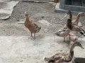 индийски бегачи чифтове, снимка 3