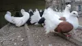 Фенерлии много красиви , снимка 2