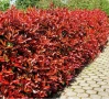 Фотиния-(Photinia Red Robin), снимка 1