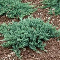 Хвойна Блу Чип, Juniperus hor. Blue Chip , снимка 3 - Градински цветя и растения - 39298508