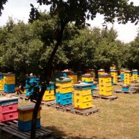 Пчелен мед от производител - биологично производство, снимка 1 - Други - 41914036
