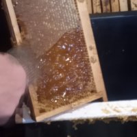 Пчелен Мед , снимка 6 - Пчелни продукти - 39001383
