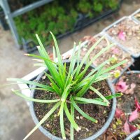 Офиопогон зелен, Ophiopogon japonicus, снимка 9 - Градински цветя и растения - 39298304