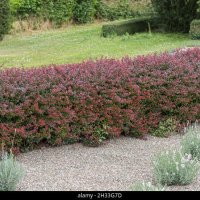 Японски Берберис (нана), снимка 6 - Градински цветя и растения - 42199474