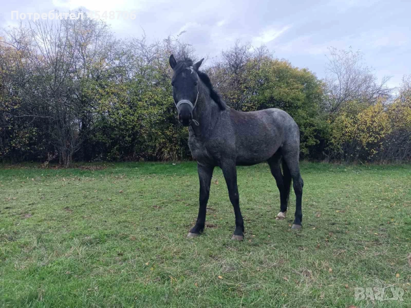 Продавам кон, снимка 1